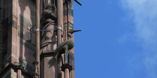 La cigogne du bestiare de la cathédrale Notre-Dame à Strasbourg La cigogne du bestiare de la cathédrale Notre-Dame à Strasbourg