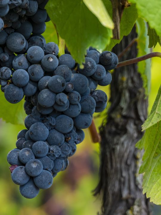 Le muscat d'Alsace Le muscat d'Alsace